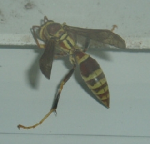 small wasp