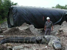 Texas sized gator