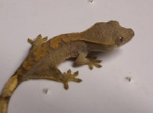 baby fire crested