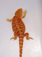 red baby pic 1
