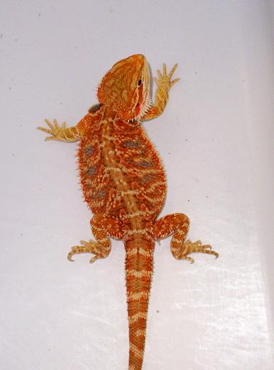 red baby pic 1