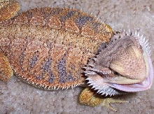 male chai x snickers
