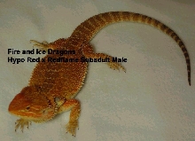 hypo red x redflame male
