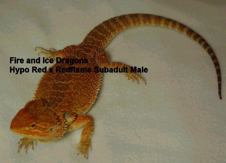 hypo red x redflame male