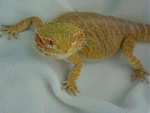 redflame x blood female