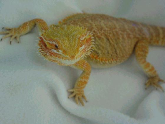 redflame x blood female