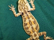 weird patterned beardie