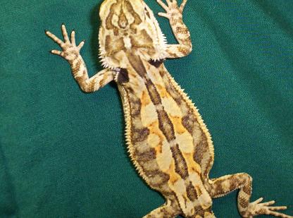 weird patterned beardie