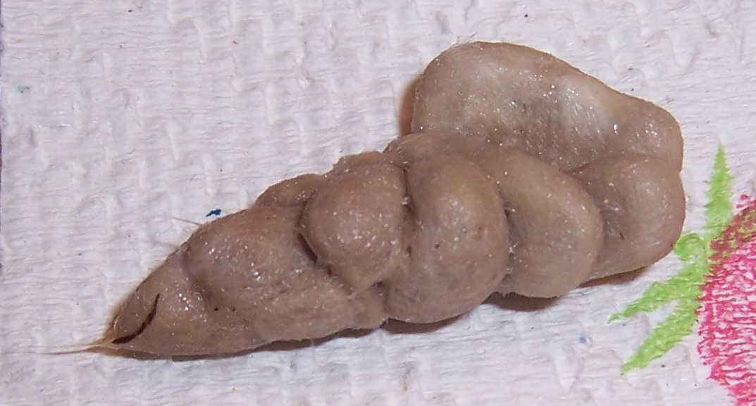 hairball