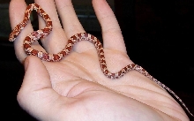 New hypo corn