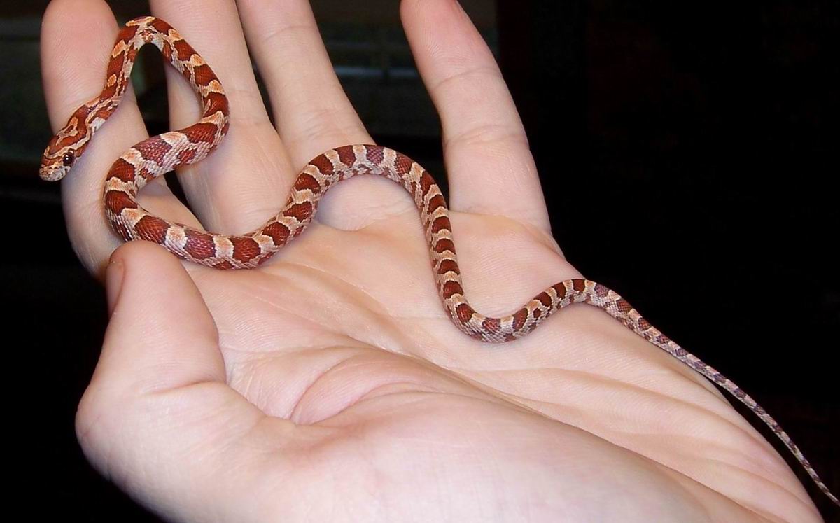 New hypo corn