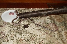 mace