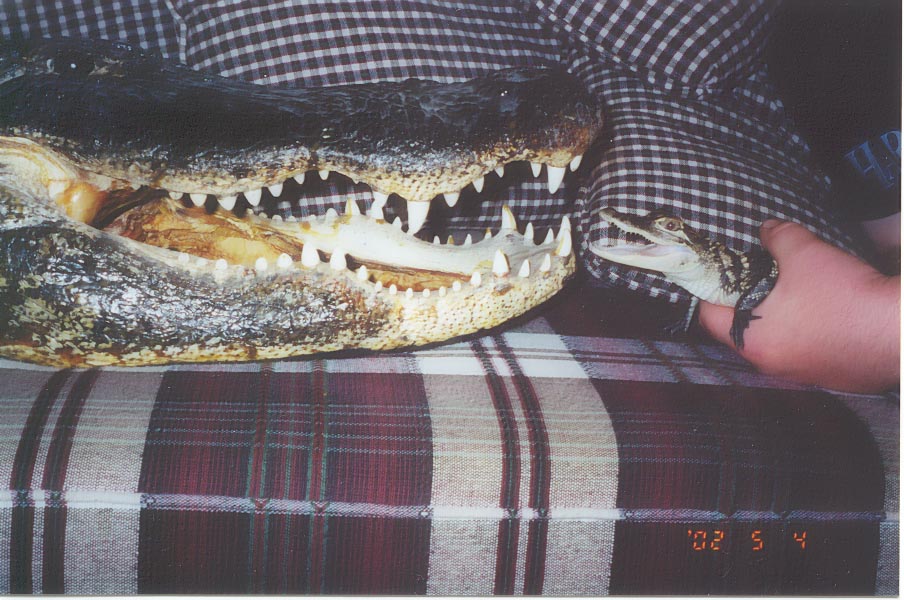 " Maniac " has bitten off more than he can chew
