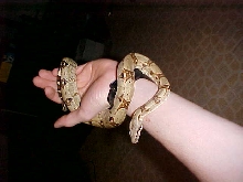 Julia the red tailed boa