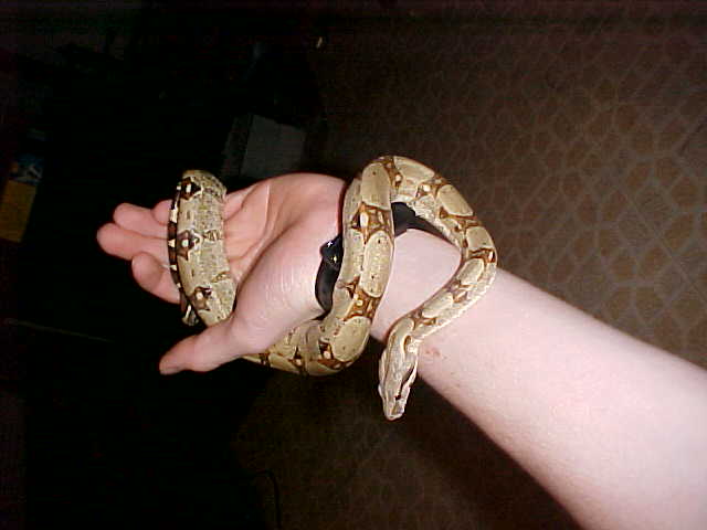 Julia the red tailed boa