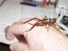 new zealand weta
