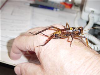 new zealand weta