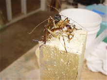 new zealand weta pair
