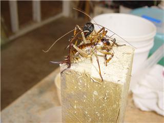 new zealand weta pair