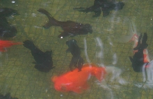 goldfish