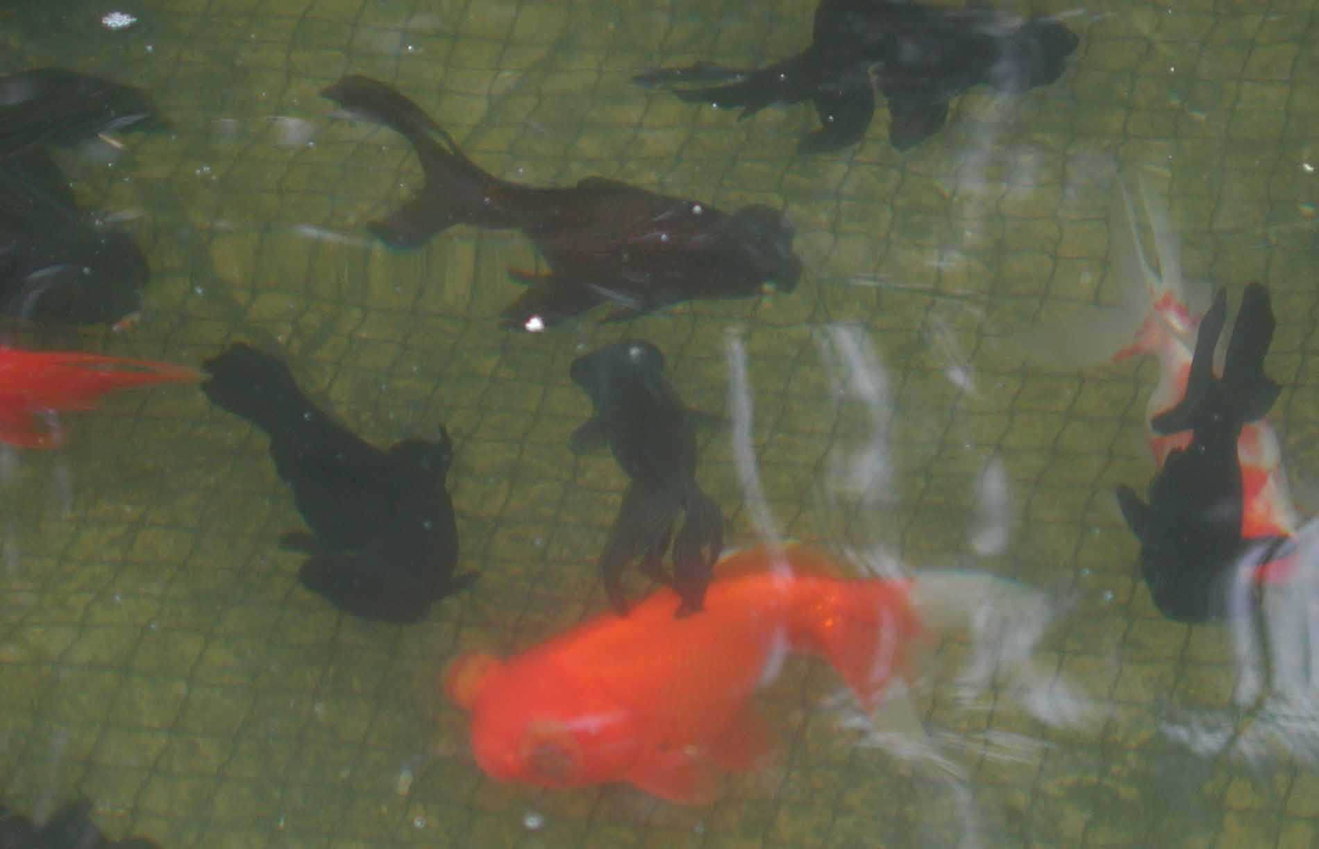 goldfish