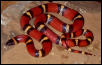 Mexican Milk Snake