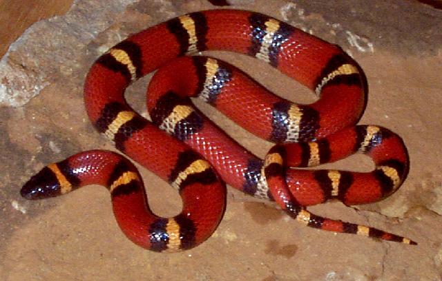 Mexican Milk Snake