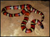 New Mexico Milk Snake