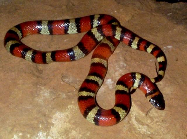 New Mexico Milk Snake