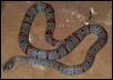 Gray-banded kingsnake
