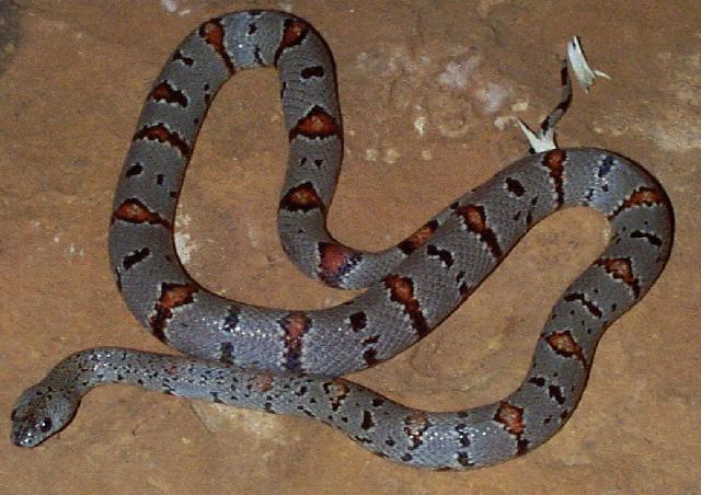 Gray-banded kingsnake