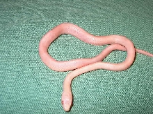 Cornsnake