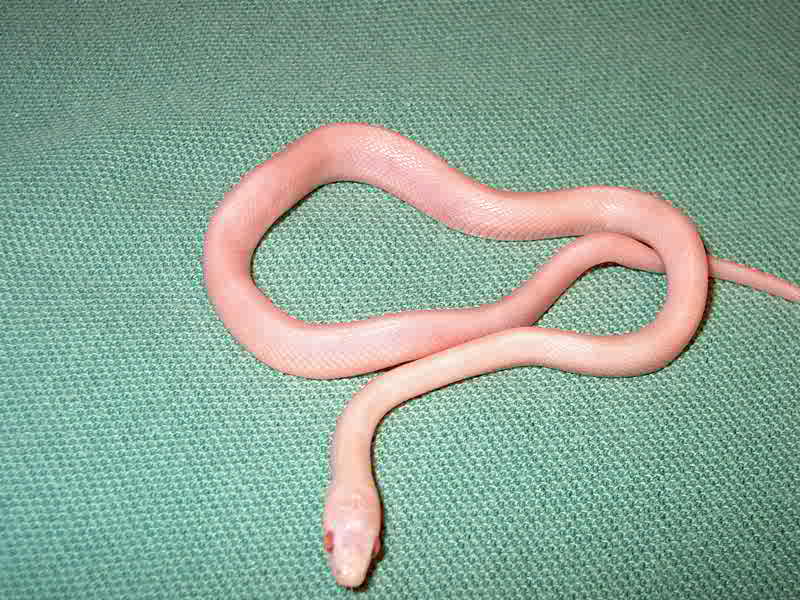 Cornsnake