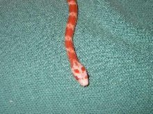 Cornsnake head shot