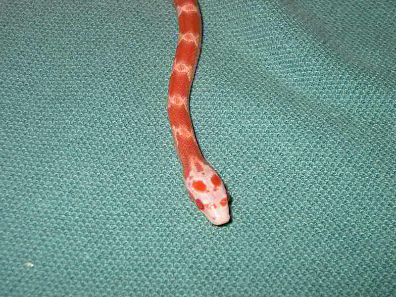 Cornsnake head shot