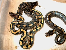 PossHet Axanthic X Normal Female