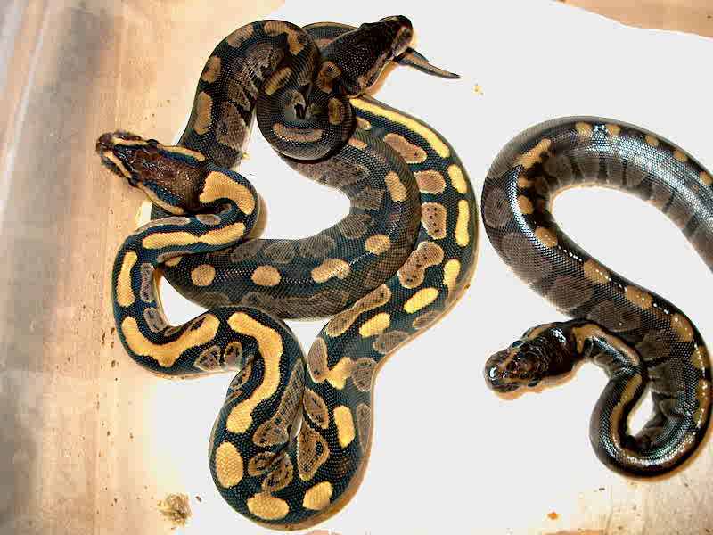 PossHet Axanthic X Normal Female