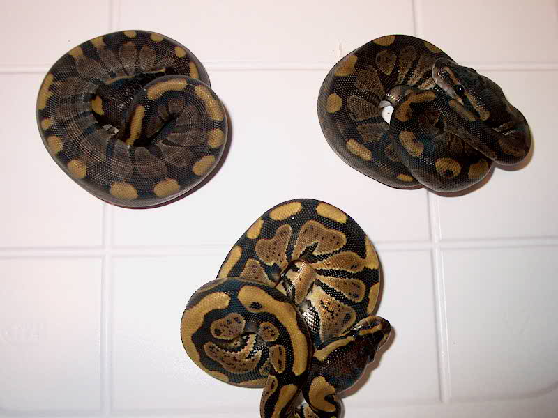 PossHet Axanthic X Normal Female
