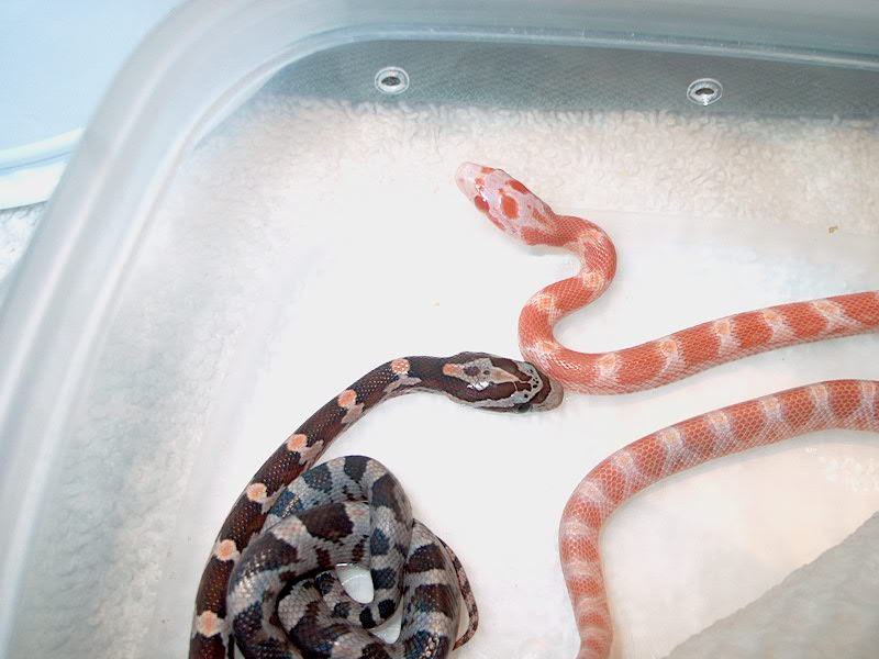 Cornsnake