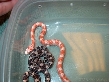 Cornsnake