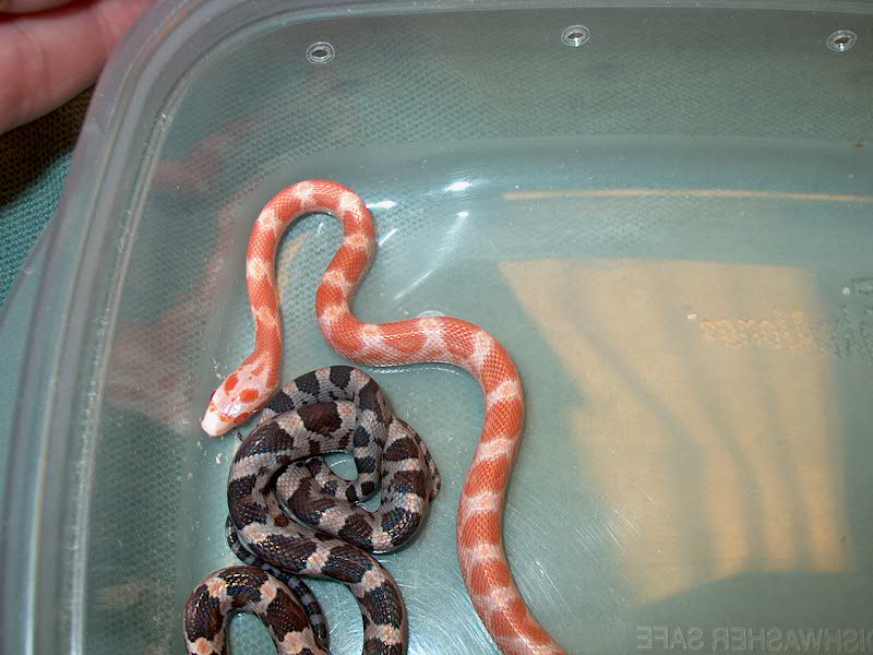Cornsnake