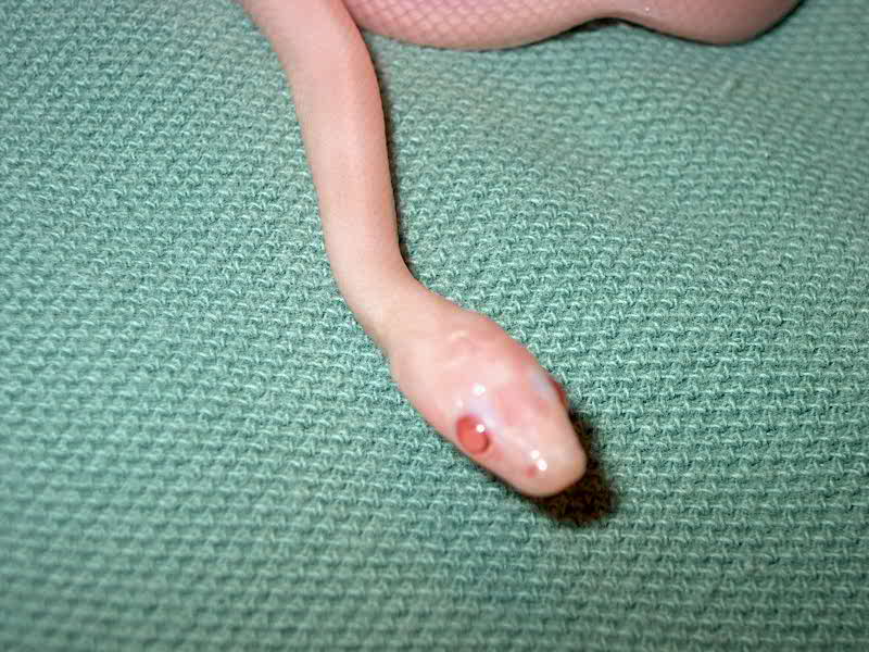 Cornsnake Headshot