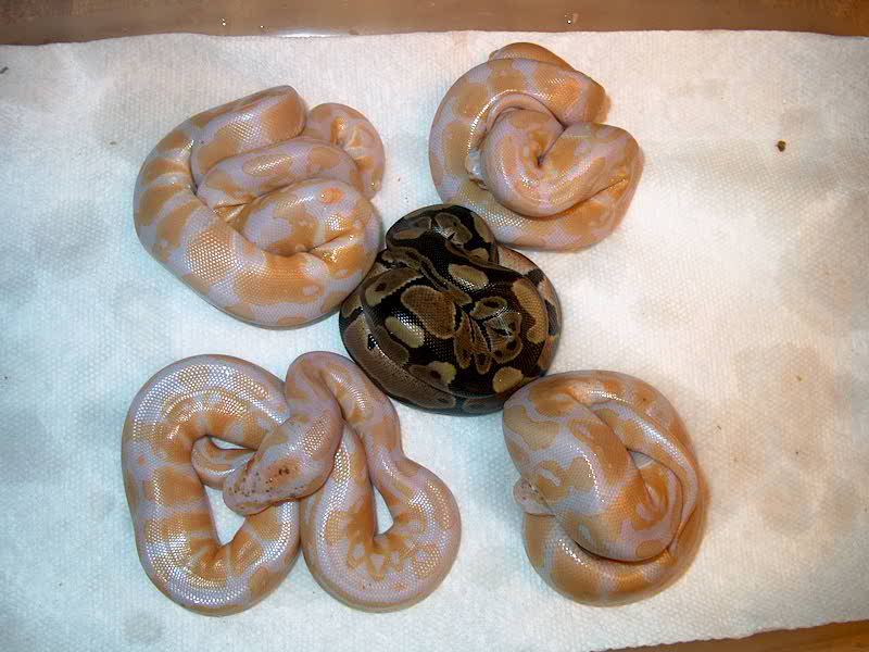Albino Hatchlings