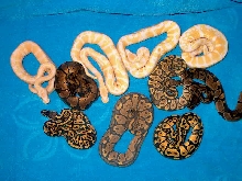 2007 Ball Python Hatchlings