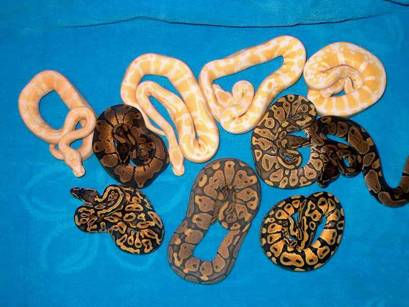 2007 Ball Python Hatchlings