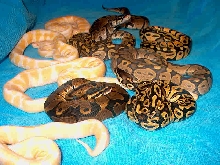 2007 Ball Python Hatchlings Pic 2