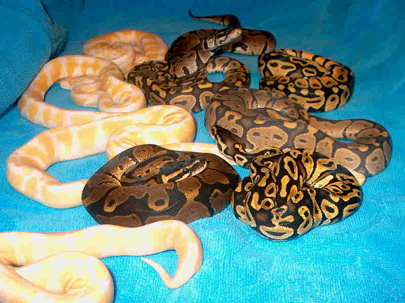 2007 Ball Python Hatchlings Pic 2