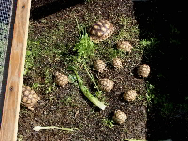 Sulcata Outdoor cage pic3