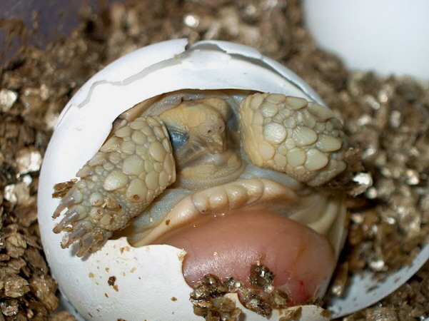 sulcata hatchling in egg