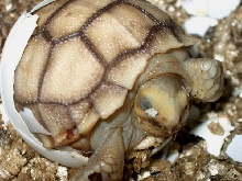 sulcata hatchling in egg #2